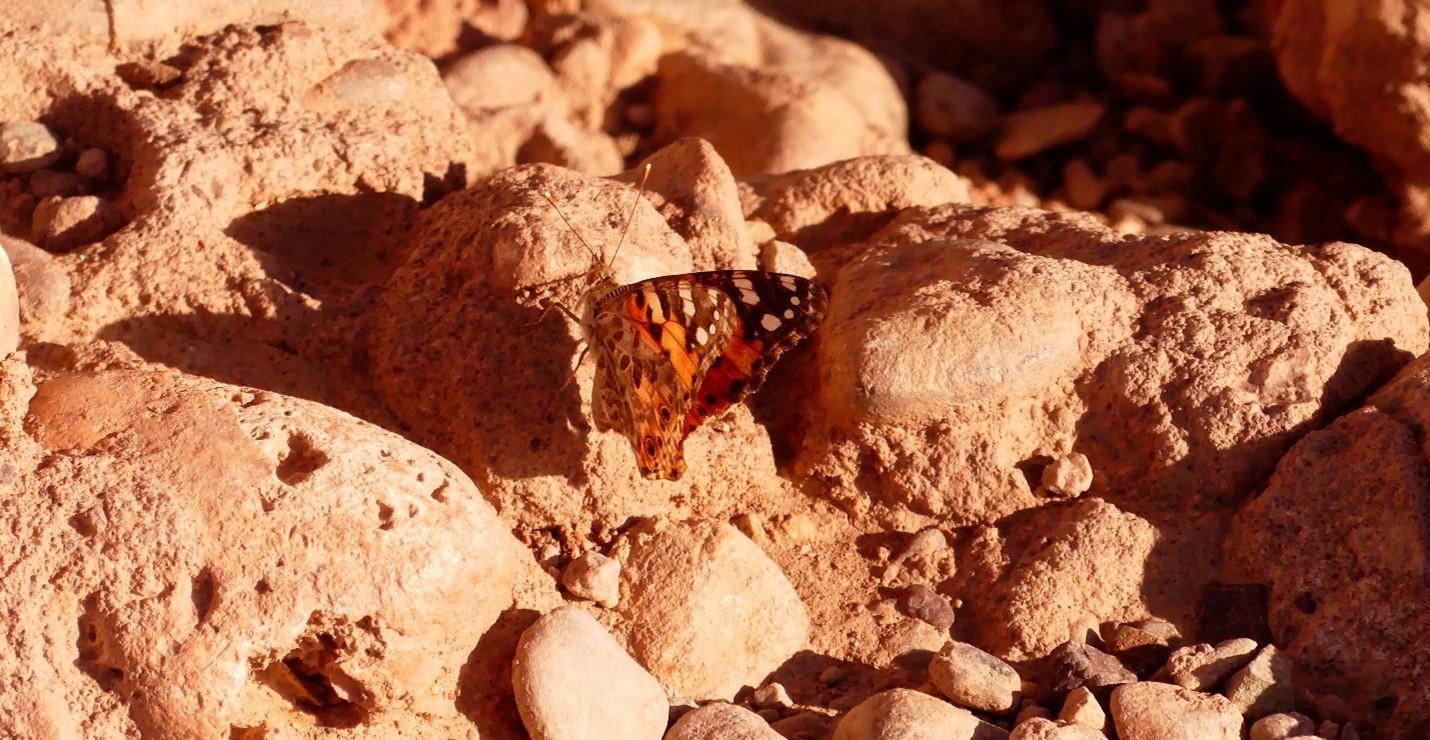 Vanessa cardui - Photo: Megan Reich