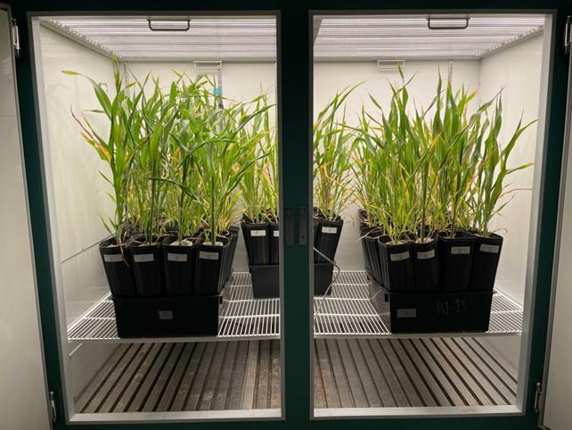 Rows of potted Sudan grass grow under controlled conditions in a brightly lit, enclosed chamber, used for scientific research on plant development and fungal interactions.