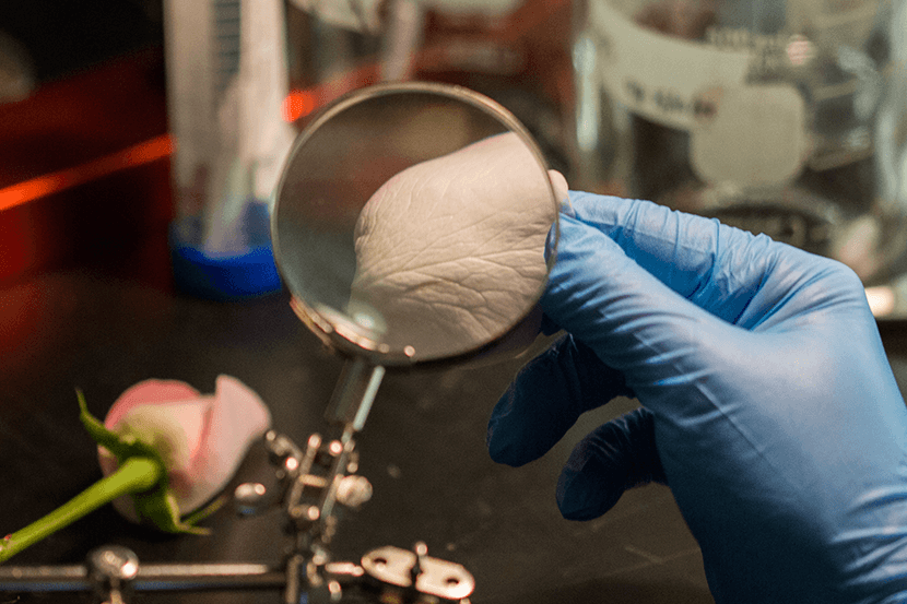A rose petal shown through a magnifying glass.