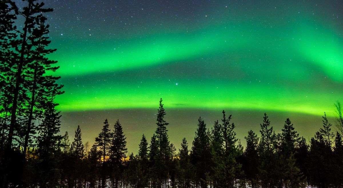 Aurora borealis seen behind a coniferous forest.