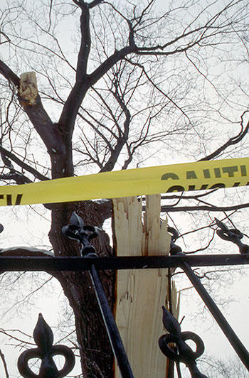 The ice storm damaged many trees.