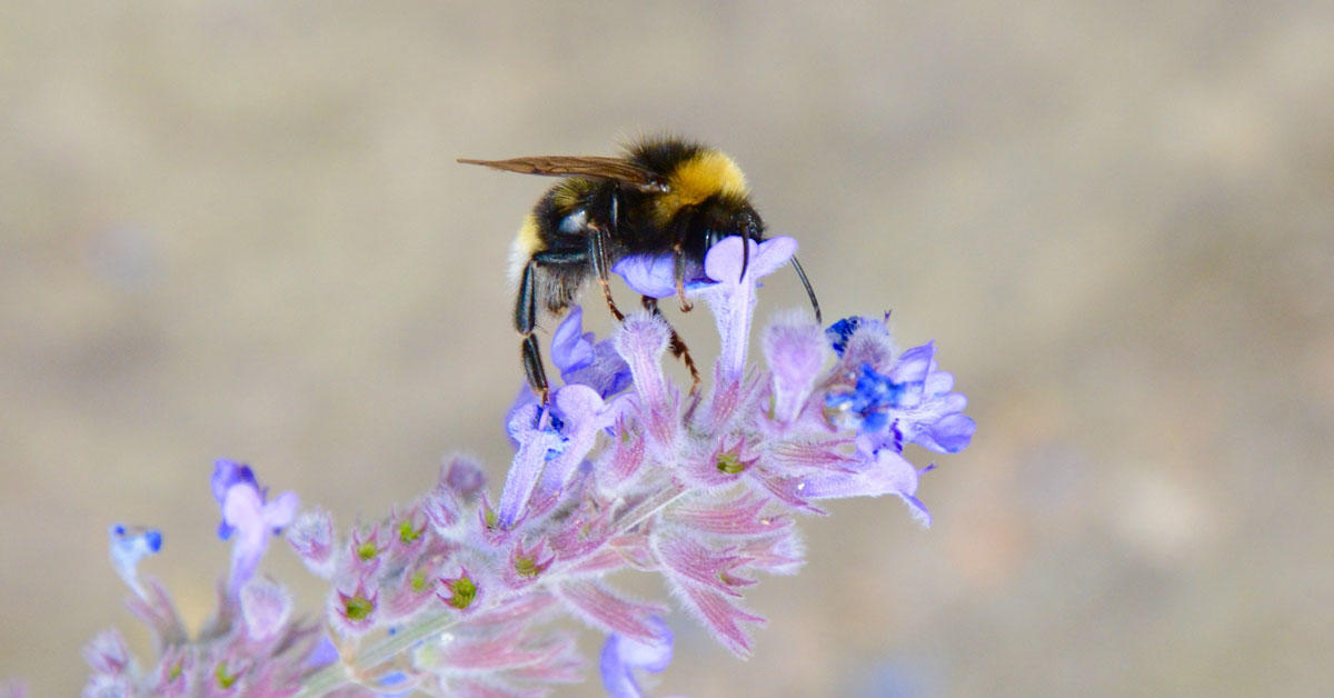 A bumblebee on a flower.