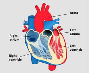 Diagram of the inside of the human heart featuring the aorta and the left and right atria and ventricles.