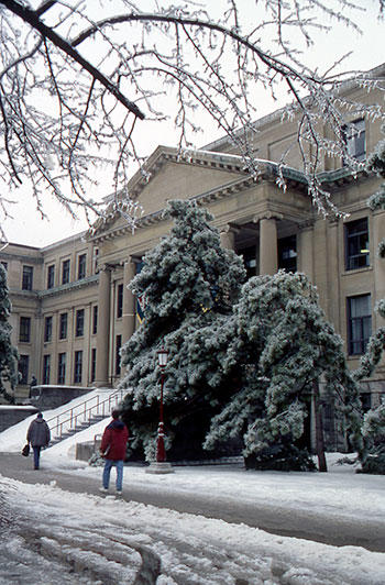 Trees weighed down by ice in front of Tabaret Hall.