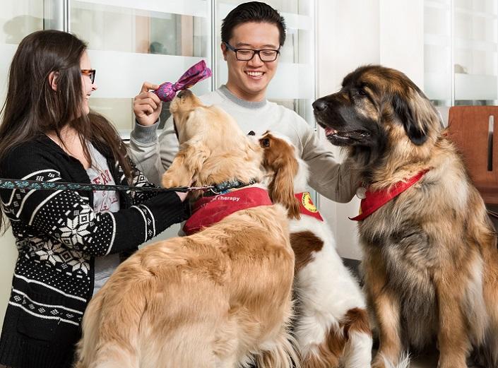 A woman and a man play with three dogs.